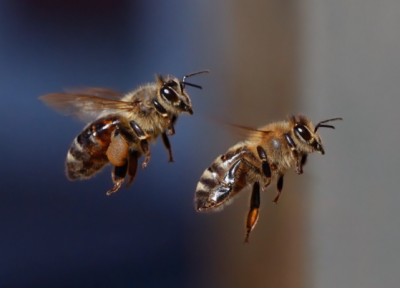 اختلال دید انسان گونه زنبور عسل هنگام پرواز!